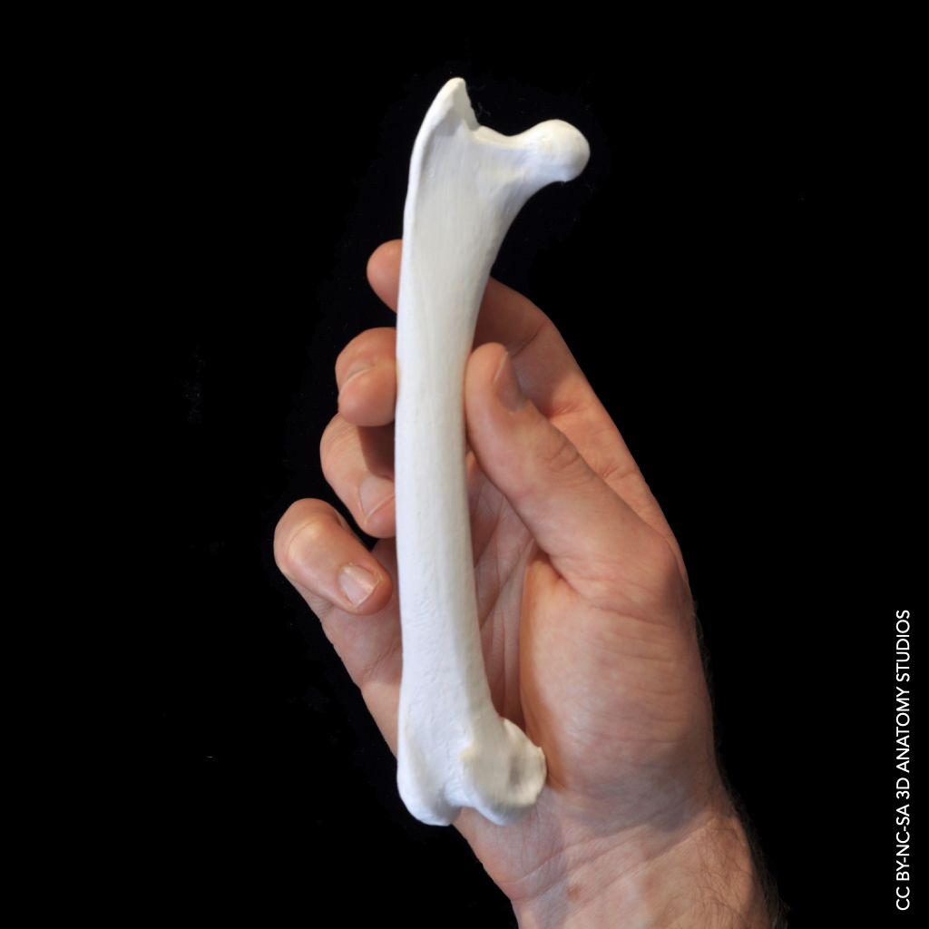 Photograph of a 3D printed bird femur bone