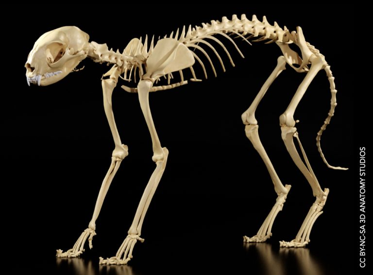 Digital rendering of a complete cat skeleton - 3D Anatomy Studios