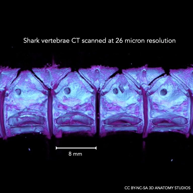 Shark Vertebrae Ring main image 0