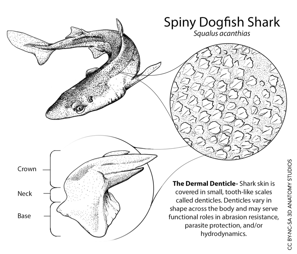 Spiny Dogfish Shark