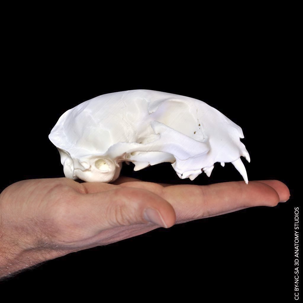 3D printed cat skull in hand