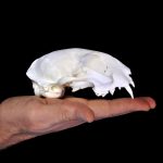 3D printed cat cranium in hand