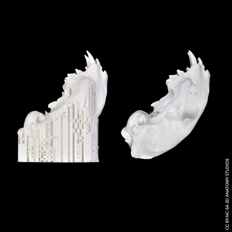 Our 10 steps to creating 3D printed anatomical models - 3D Anatomy Studios