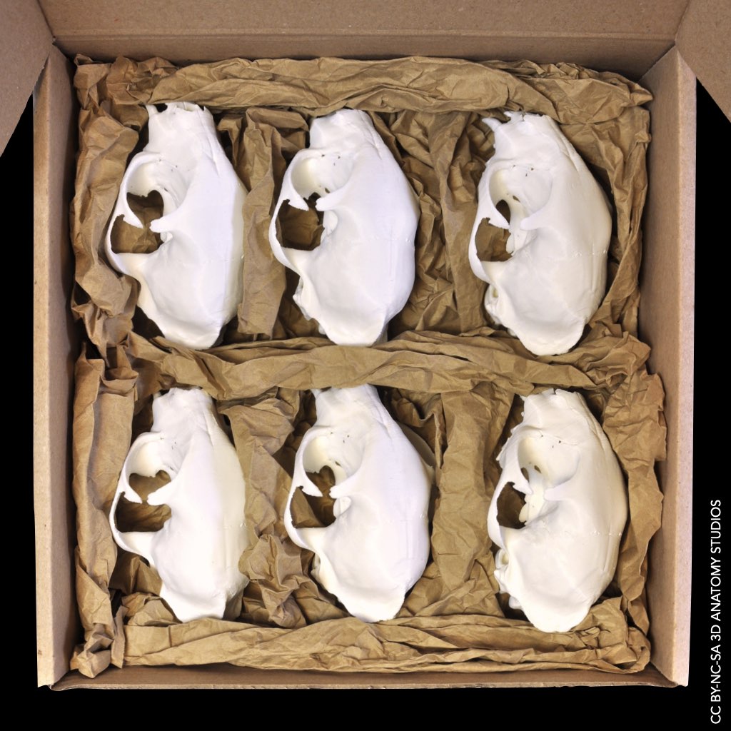 Photo of 6 3D printed cat crania packed in a tab-locking cardboard box for shipping