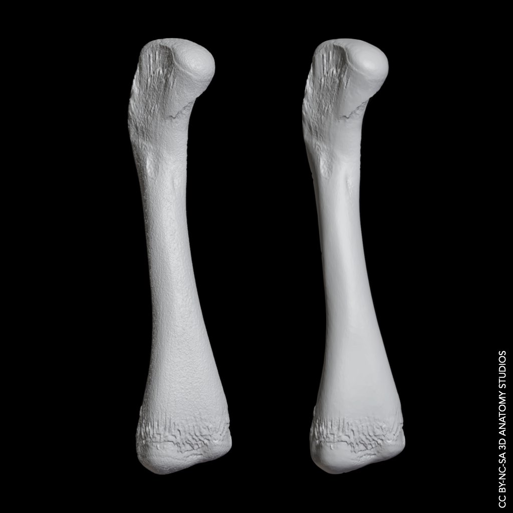 Digital rendering of two alligator femurs, one with a noisy surface texture and the other with a smooth surface texture