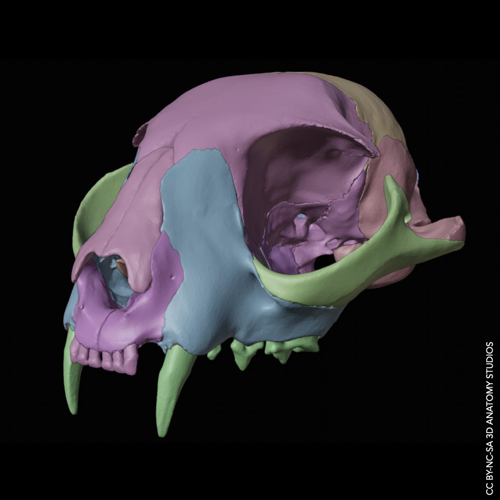 Digital rendering of a cat cranium with the bones in different colors