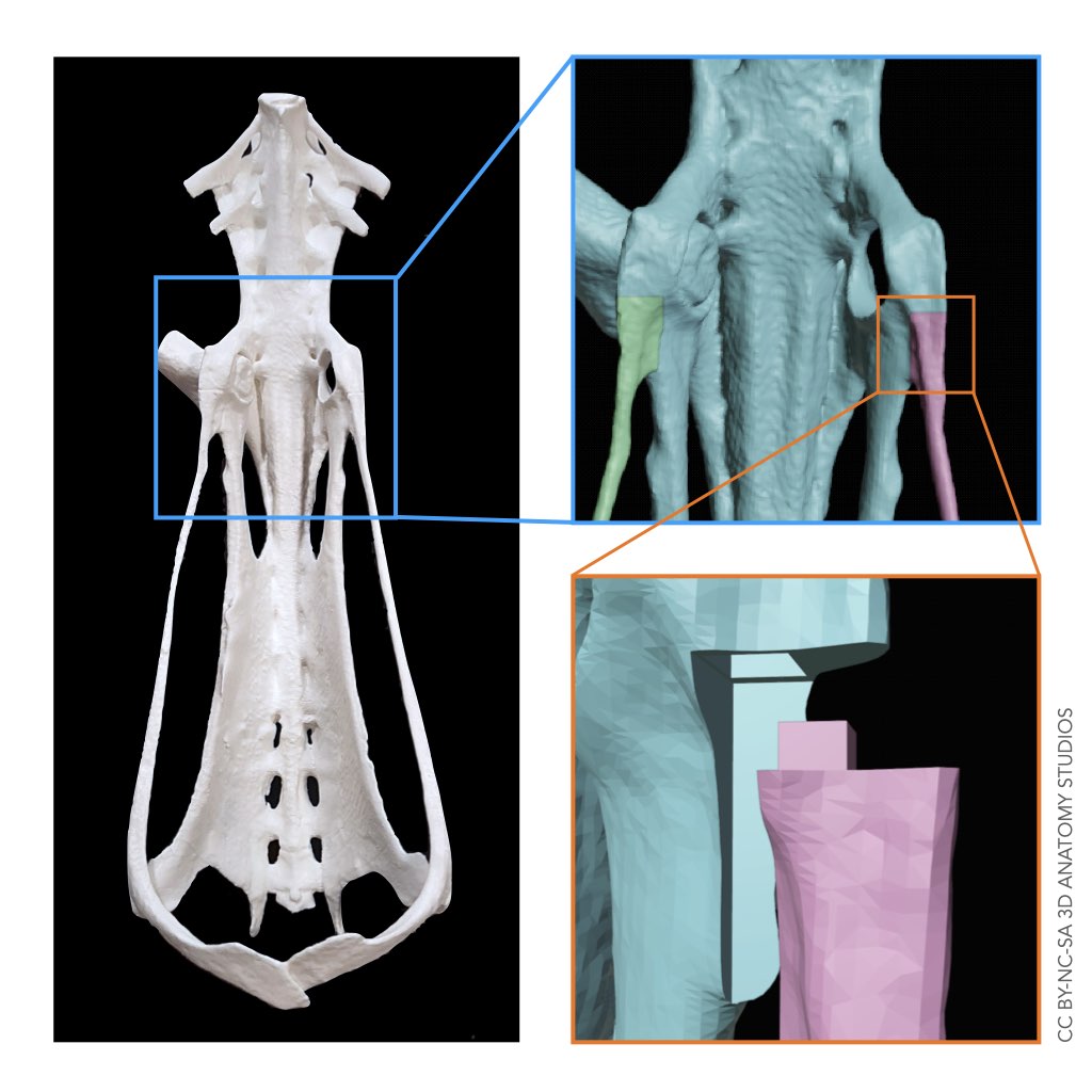 Photo of a 3D printed loon pelvis with telescoping highlight boxes showing tongue and groove joints created in a digital model at a joint between the pubic bone and rest of the pelvis