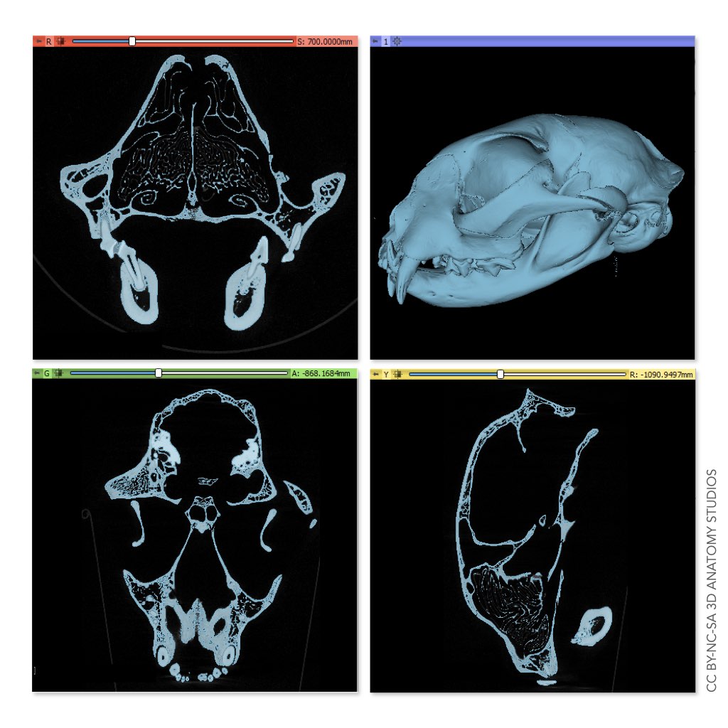 Screenshot from the medical imaging segmentation software 3D slicer with a micro CT scan of a cat skull loaded