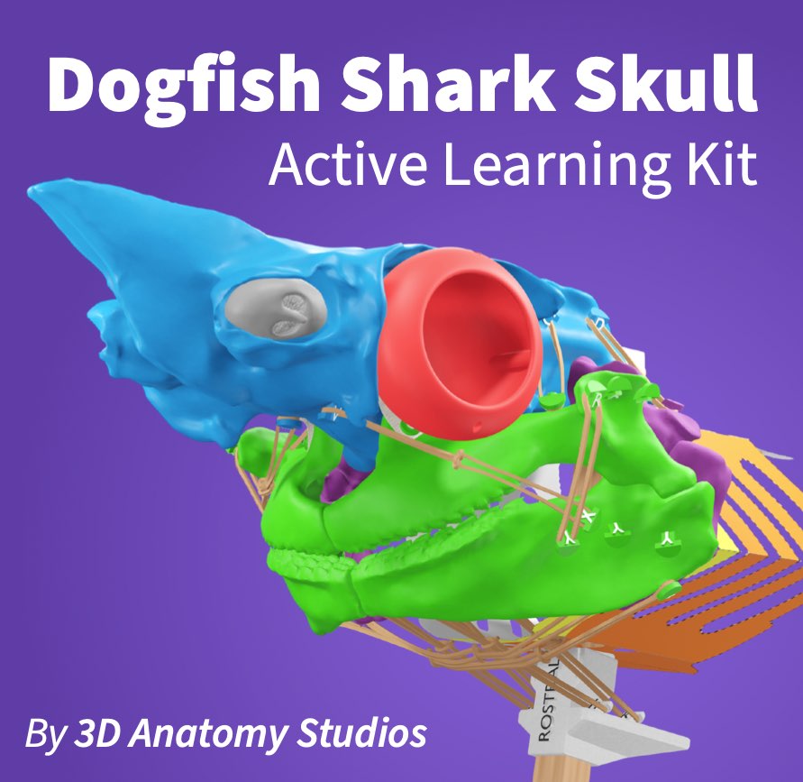 Digital rendering of our dogfish shark skull active learning kit