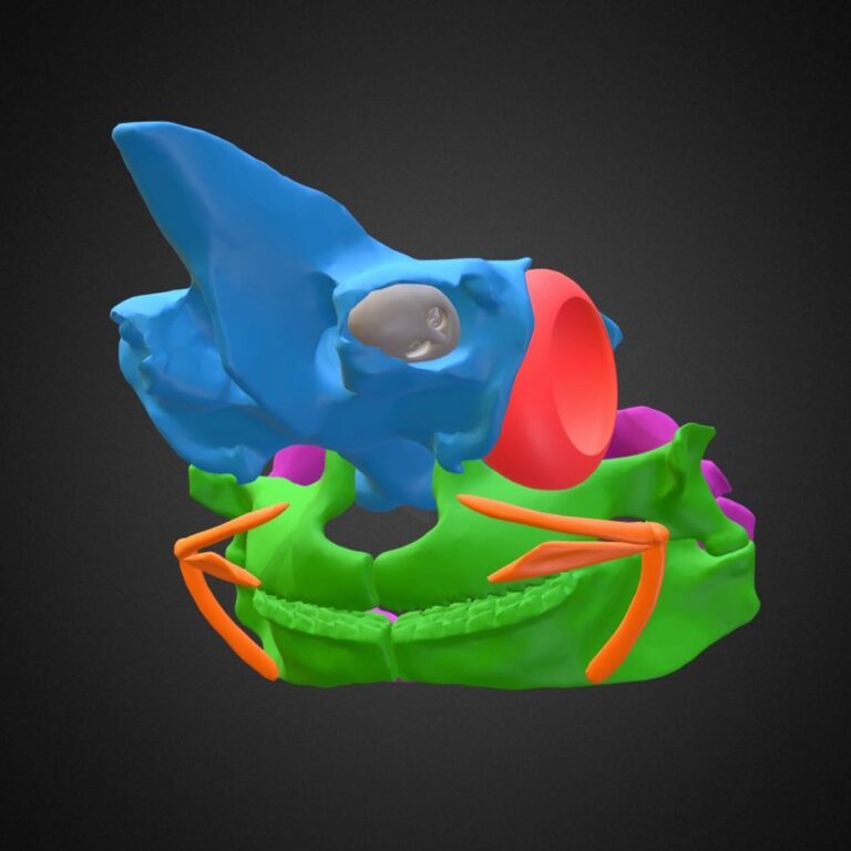 Screenshot of model on Sketchfab of dogfish shark skull cartilages