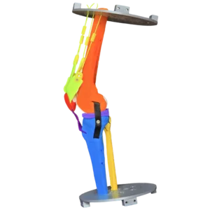 Photo of the basic version of our human knee active learning kit slightly flexed, tilted anteriorly, and viewed from the medial side
