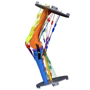 Photo of the full version of our human knee active learning kit slightly flexed, tilted anteriorly, and viewed from the medial side
