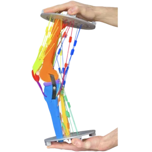 Photo of hands holding the full version of our Human Knee Active Learning Kit