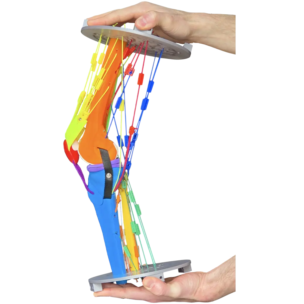 Photo of hands holding the full version of our Human Knee Active Learning Kit