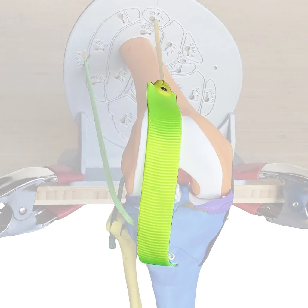 Photo of the basic knee model mounted on a table edge with a tibial tendon instead of a patella