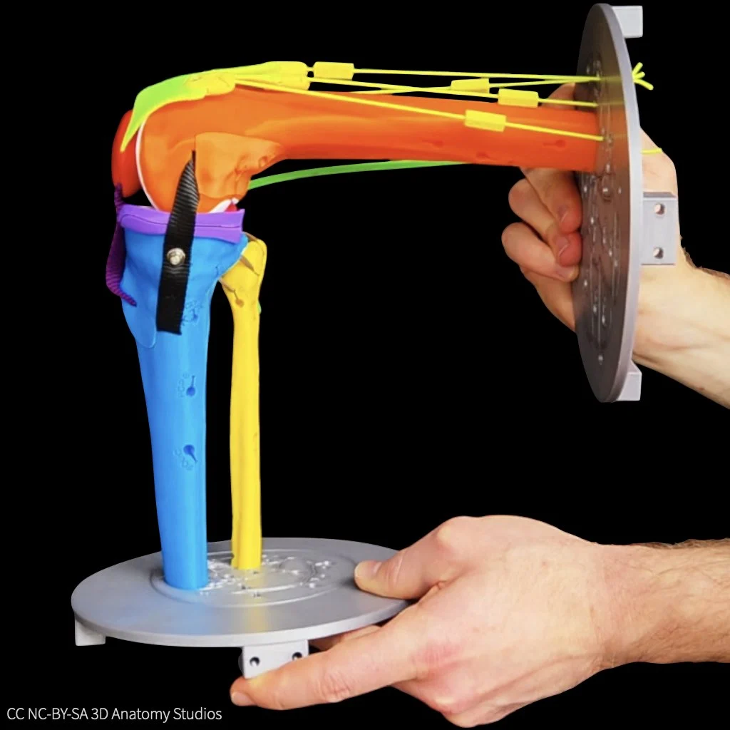 A photo from a medial view of two hands holding the basic knee model with the knee flexed at 90 degrees